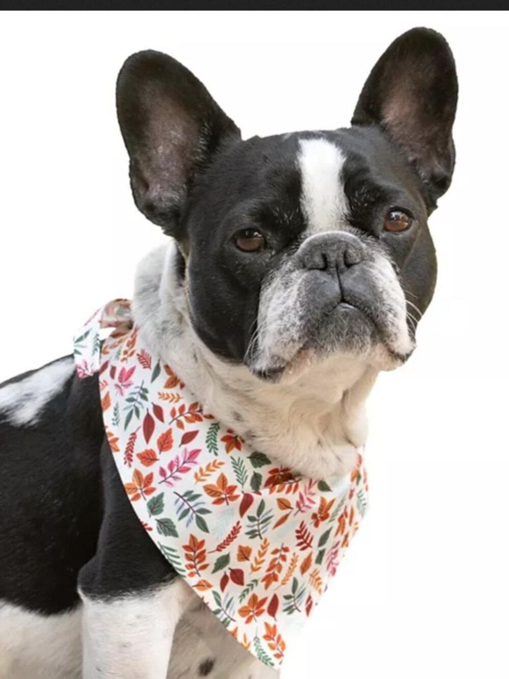 SportPet Fall Florals Pet Bandana size M/L NWT